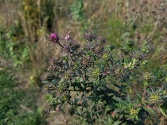 Symphyotrichum