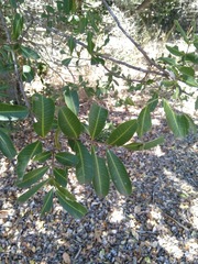 Cupaniopsis parvifolia