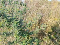 Symphyotrichum