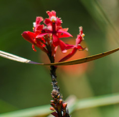 Epidendrum cochlidium