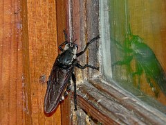 Blepharotes coriarius