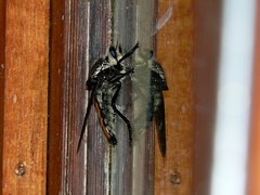 Blepharotes coriarius