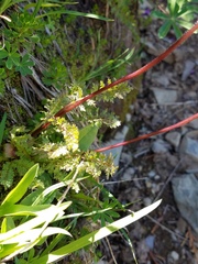 Pedicularis ornithorhynchos