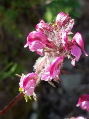 Pedicularis ornithorhynchos