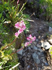 Pedicularis ornithorhynchos