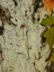 Phlyctis petraea