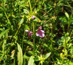 Stachys aspera
