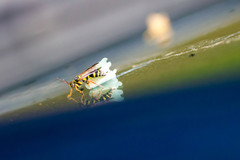 Psammaletes mexicanus