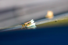 Psammaletes mexicanus