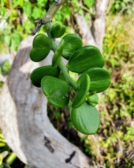 Pereskiopsis diguetii