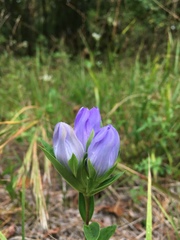Gentiana catesbaei