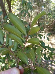 Cupaniopsis parvifolia