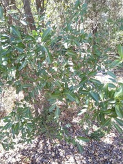 Cupaniopsis parvifolia