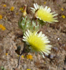 Malacothrix coulteri