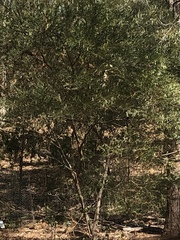 Malurus melanocephalus