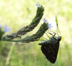 Amblyscirtes aesculapius
