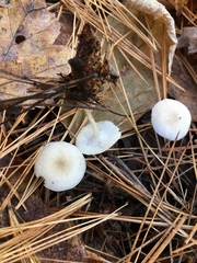 Leucocybe candicans