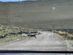 Odocoileus virginianus ustus