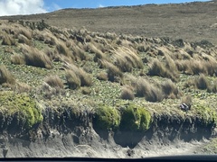 Odocoileus virginianus ustus