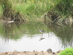 Himantopus mexicanus mexicanus