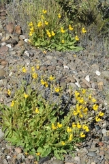 Calceolaria polyrhiza