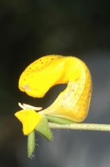 Calceolaria polyrhiza