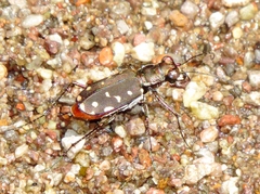 Cicindela sedecimpunctata