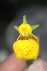 Calceolaria polyrhiza