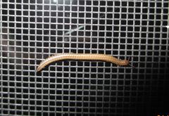 Aniulus