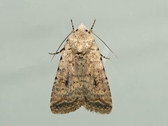 Caradrina clavipalpis