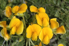Adesmia obcordata