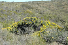 Adesmia obcordata