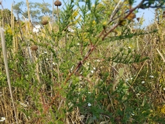 Asteroideae