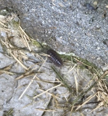 Armadillidium vulgare