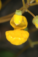 Calceolaria polyrhiza