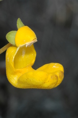 Calceolaria polyrhiza