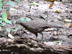 Polyplectron bicalcaratum