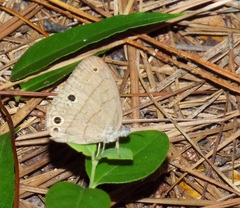 Hermeuptychia intricata