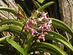Vanda tricolor