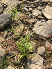 Muhlenbergia sylvatica