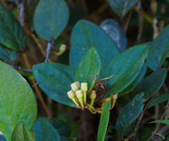 Macleania coccoloboides