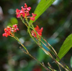Epidendrum cochlidium