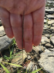 Muhlenbergia sylvatica