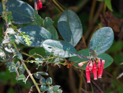 Macleania coccoloboides