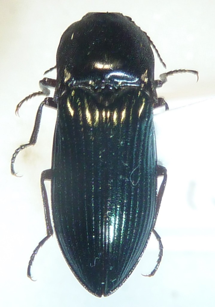 Selatosomus