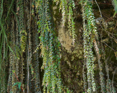 Sphyrospermum sodiroi