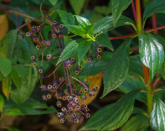 Miconieae