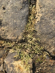 Eragrostis hypnoides