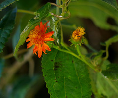 Pseudogynoxys chiribogensis