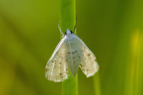 Watermilfoil Leafcutter Moth photo 5